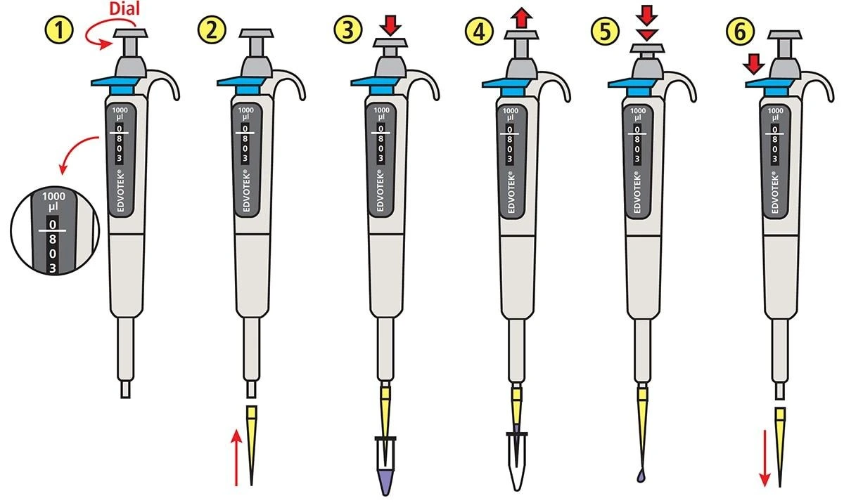 How to Use a Micropipette